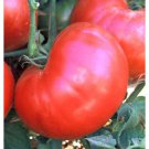 Red Ponderosa Tomato Seeds