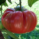 Red Brandywine Tomato Seeds