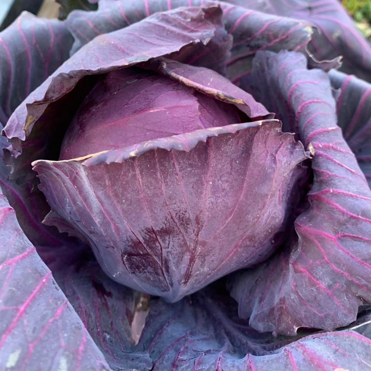 Red Acre Cabbage Seeds