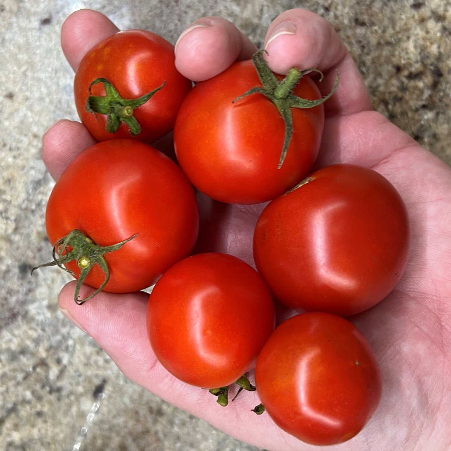 Polish Dwarf Tomato Seeds