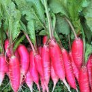 Pink Summercicle Radish Seeds Organic