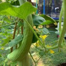 Armenian Cucumber Seeds Organic