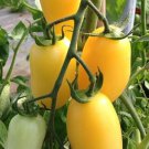 Cream Sausage Tomato Seeds Organic