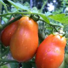 Martino'S Roma Tomato Seeds Organic