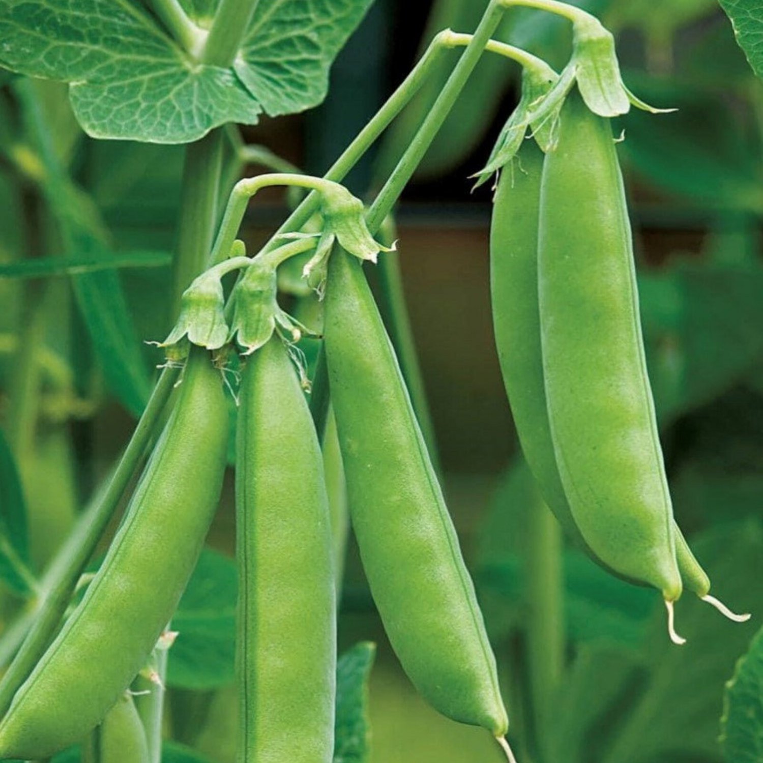 Sugar Daddy Snap Pea Seeds