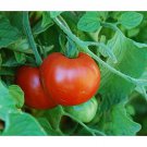 Sub Artic Plenty Tomato Seeds