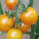 Sunrise Bumble Bee Tomato Seeds