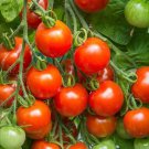 Tommy Toe Tomato Seeds