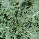 White Russian Kale Seeds