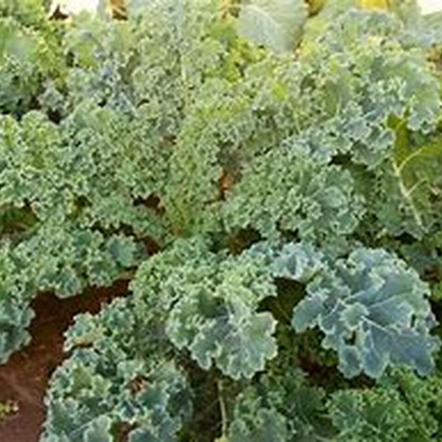 Dwarf Siberian Kale Seeds