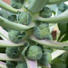 Long Island Improved Brussels Sprouts Seeds