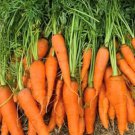 Little Fingers Carrots Seeds