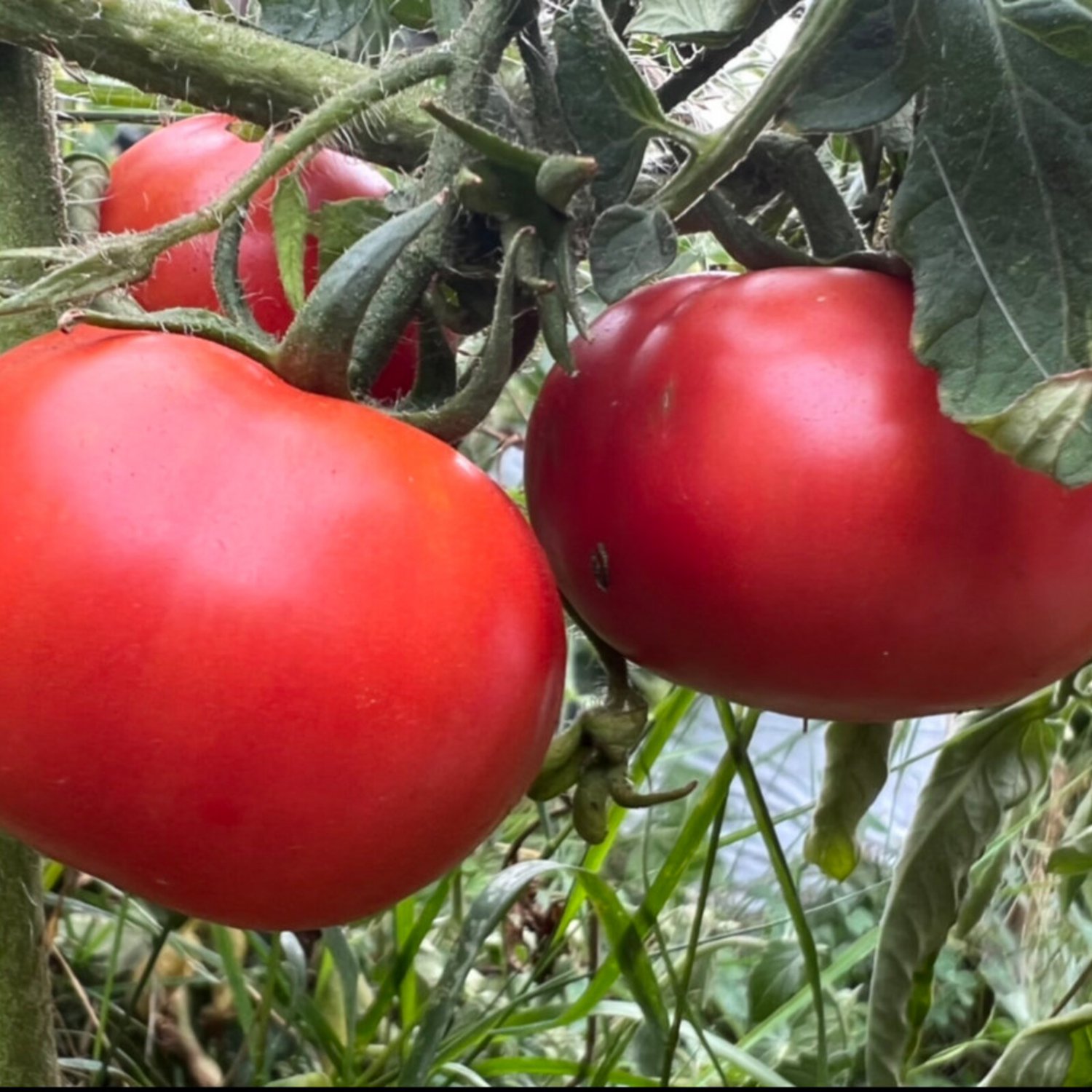 Clear Pink Tomato Seeds