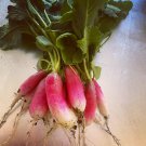 French Breakfast Radish Seeds
