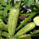 Caserta Zucchini Seeds Organic