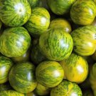 Green Zebra Tomato Seeds Organic