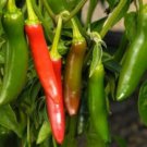Serrano Pepper Seeds Hot