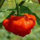 Red Mushroom Pepper Seeds Hot