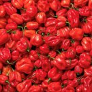 Red Habanero Pepper Seeds Hot
