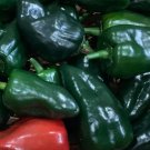 Poblano Pepper Seeds Hot