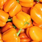 Orange Sun Sweet Pepper Seeds Organic