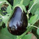 Black Beauty Eggplant Seeds Organic