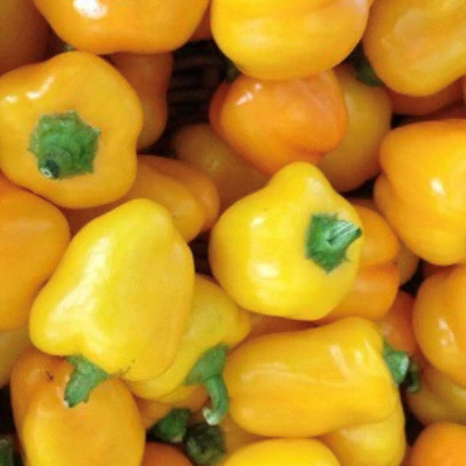 Mini Yellow Bell Pepper Seeds