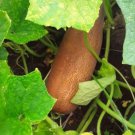 Brown Russian Cucumber Seeds Organic