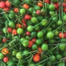 Chiltepin Wild Chile Seeds Hot Organic