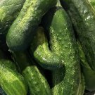 Spacemaster Cucumber Seeds Organic