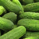 National Pickling Cucumber Seeds Organic