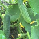 Marketmore 76 Cucumber Seeds Organic