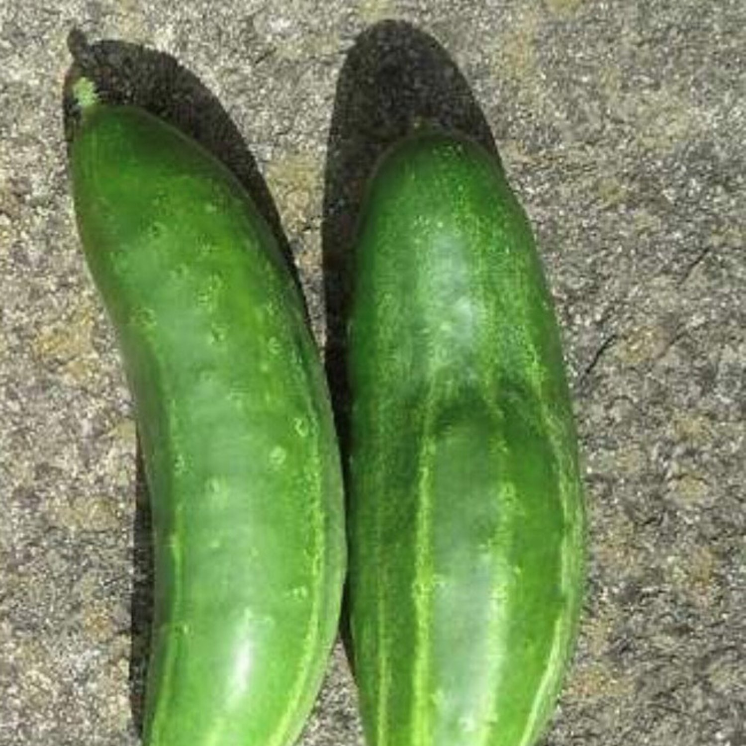Marketer Cucumber Seeds Organic