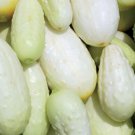 Miniature White Cucumber Seeds Organic