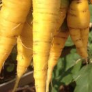Solar Yellow Carrot Seeds Organic