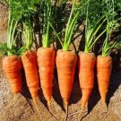 Red Core Chantenay Carrot Seeds Organic