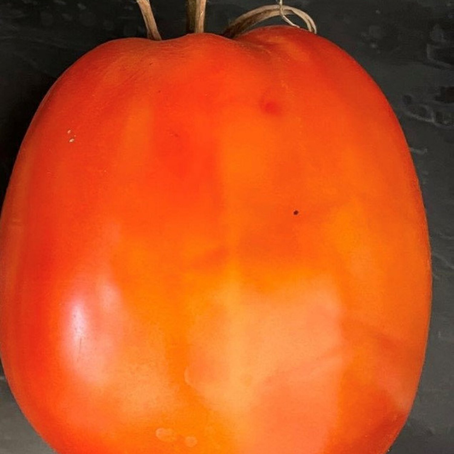Cipollas Pride Tomato Seeds