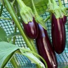 Little Fingers Eggplant Seeds