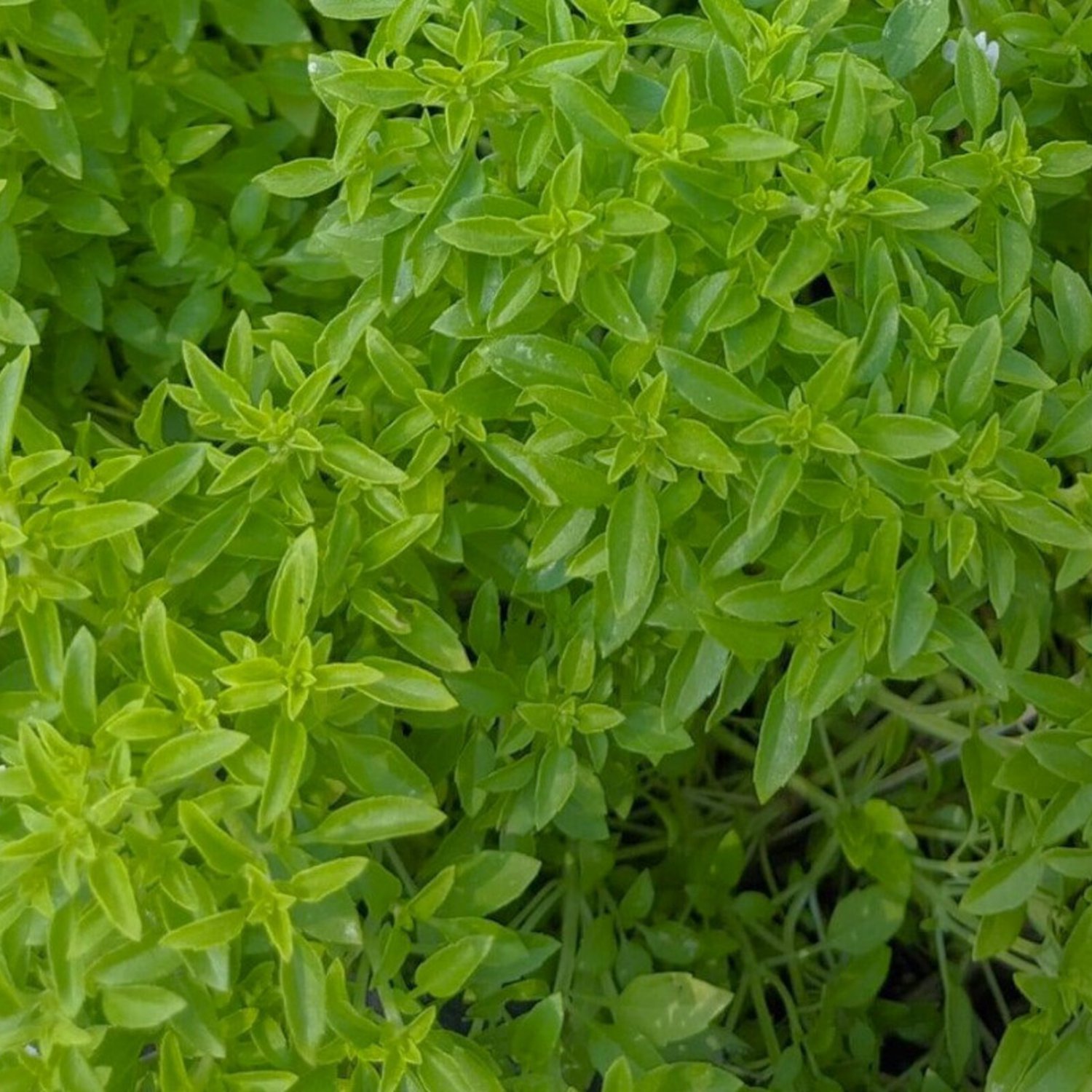 Spicy Globe Bush Basil Seeds