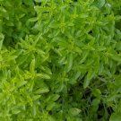 Spicy Globe Bush Basil Seeds