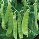 Mammoth Melting Sugar Snow Pea