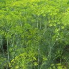 Mammoth Long Island Dill 25 Seeds