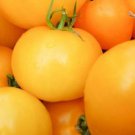Golden Jubilee Tomato 25 Seeds