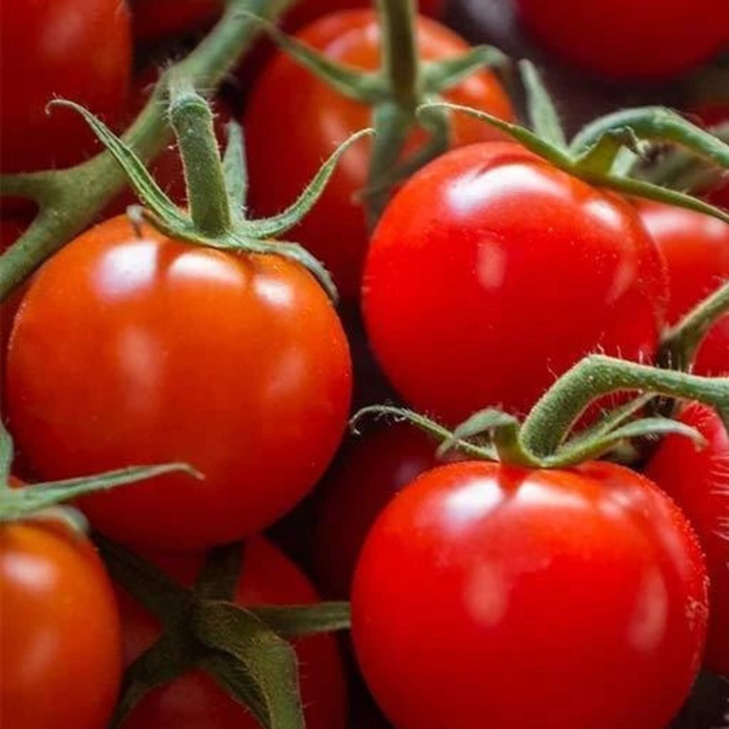 Large Red Cherry Tomato 25 Seeds