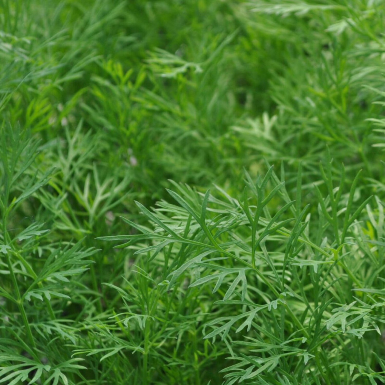 Dukat Dill 25 Seeds