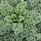 Blue Cur Scotch Kale 25 Seeds