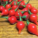 Biquinho Red Pepper Seeds Capsicum Chinense Var. Pimenta B358