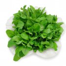 Arugula Roquette Seeds Eruca Vesicaria Var. Sativa B192
