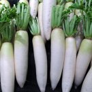 Daikon Radish 50 Seeds 1/2 Gram B289