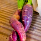 Cosmic Purple Carrot Seeds Daucus Carota B168
